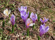 37 Crocus vernus (Zafferani maggiore) bianchi-violetti